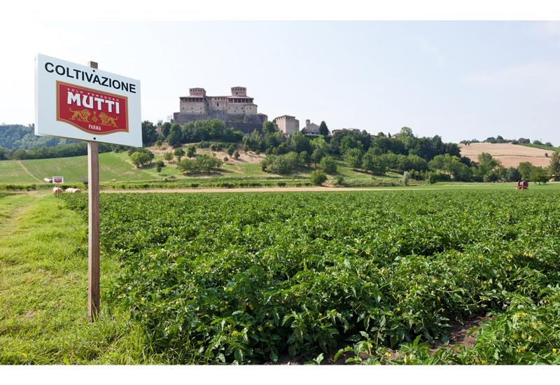 Champs de tomates pour l'industrie, en Italie, avec un panneau indiquant la propriété de Mutti.