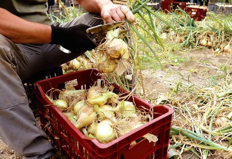 Récolte manuelle des oignons doux des Cévennes. 