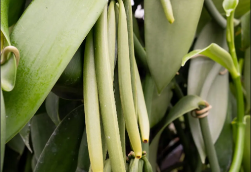 Gousse de vanille sur le vanillier. Elles sont vertes, même à maturité. Les gousses de vanille deviennent noires après la récolte, lors de leur transformation. 
