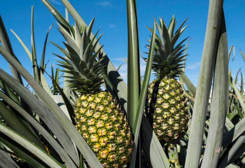 <em class="placeholder">ananas</em>
