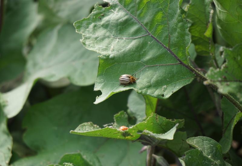 <em class="placeholder">La technique de l’aménagement d’infrastructures agroécologiques permet de favoriser des auxiliaires présents naturellement dans l’environnement de la serre.</em>