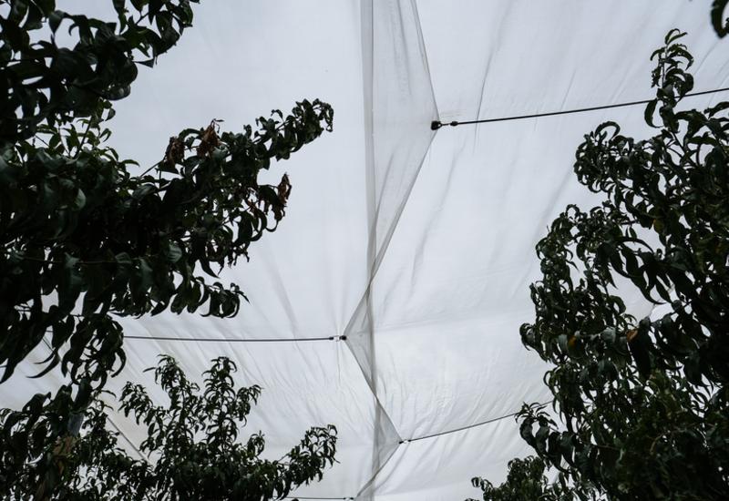 <em class="placeholder">« Le filet réduit la luminosité d’environ un quart, donc il faut se tourner vers des variétés qui colorent bien », constate l&#039;arboriculteur. </em>