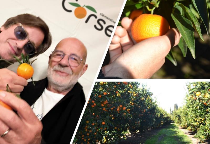 Montage de trois photos sur la clémentine de Corse : à gauche deux personnes (Thomas Dutronc et Jean-Paul Mancel) trinquent avec une clémentine de Corse. En haut à droite : une main cueille une clémentine de Corse. En bas à droite : un verger de clémentine de Corse.