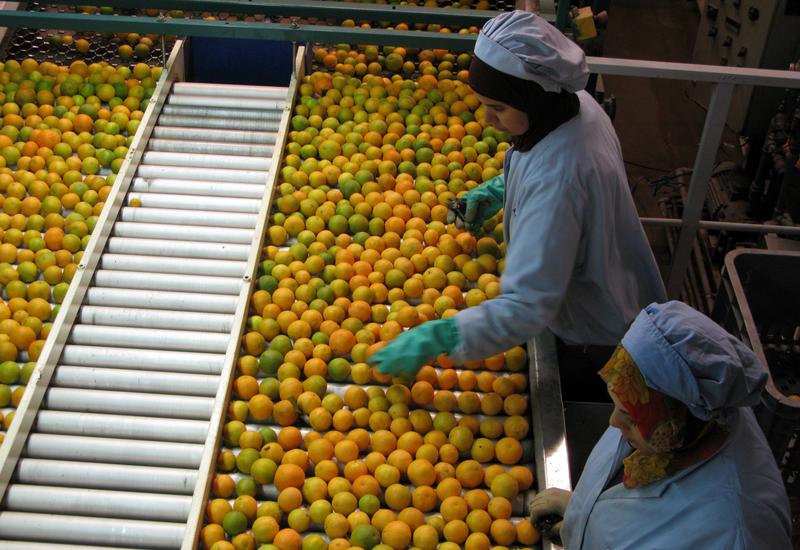 Tri et conditionnement de clémentines sur le site industriel de la Copag à Taroudant. Production d' agrumes. Fruits marocains. Ouvrières marocaines.