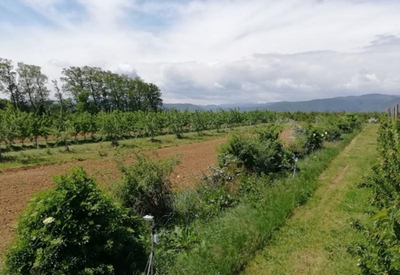 <em class="placeholder">verger en agroforesterie</em>