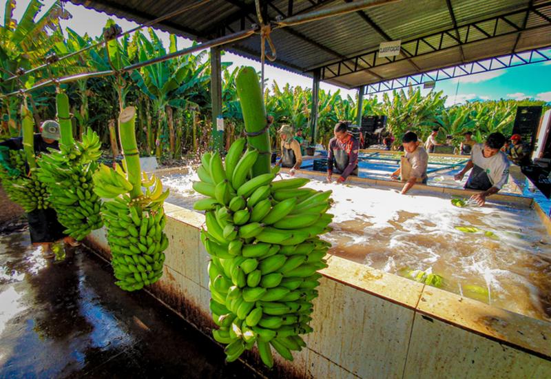 <em class="placeholder">bananes Brésil</em>