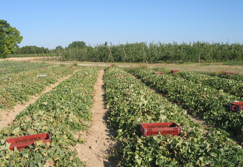 <em class="placeholder">culture melon</em>