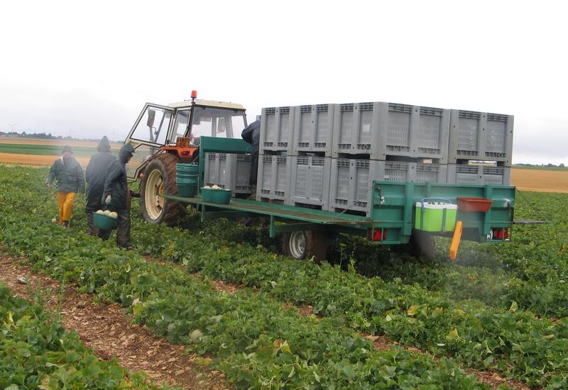 <em class="placeholder">récolte de melon</em>