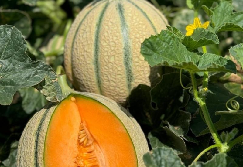 <em class="placeholder">variété de melon Revel 160 (Nunhems)</em>