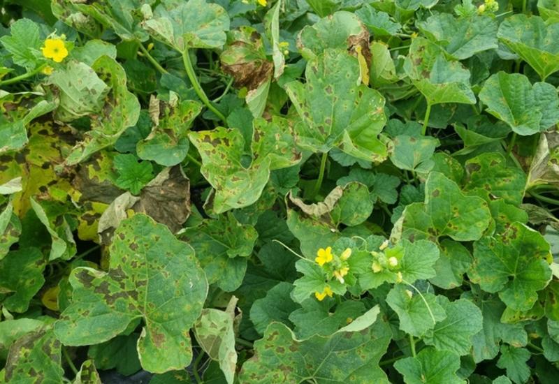<em class="placeholder">mildiou melon</em>