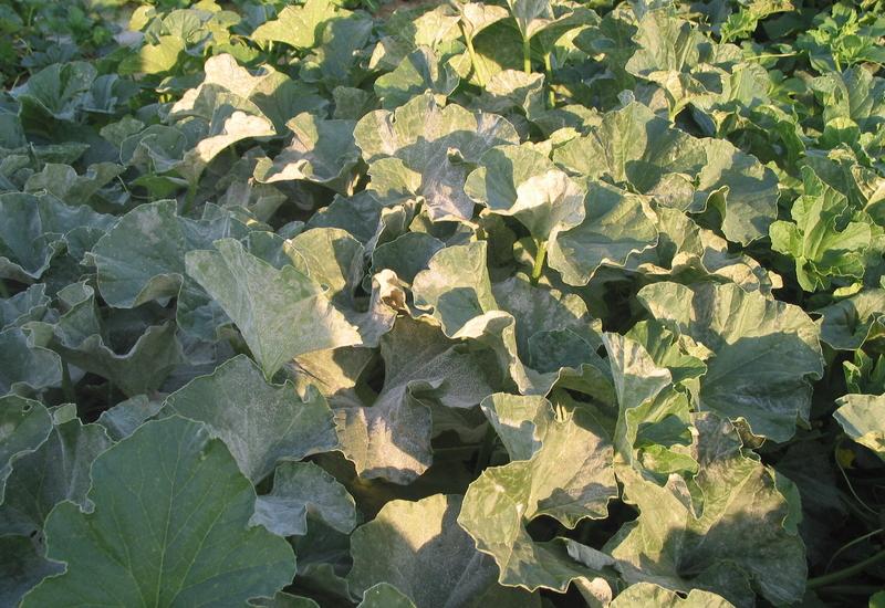<em class="placeholder">oïdium du melon</em>