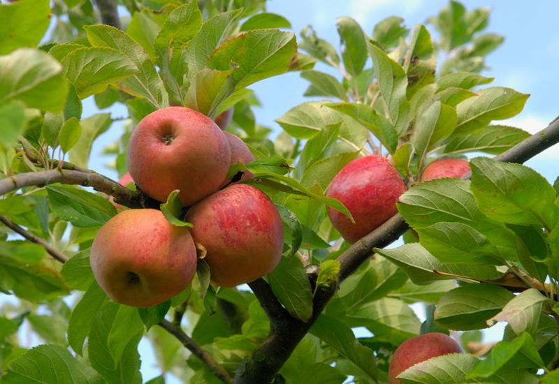 <em class="placeholder">Fruits / cueillette de pommes dans une exploitation fruitière</em>