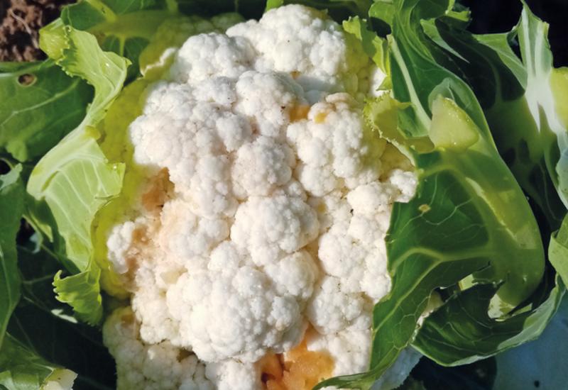 <em class="placeholder">chou-fleur noctuelles</em>