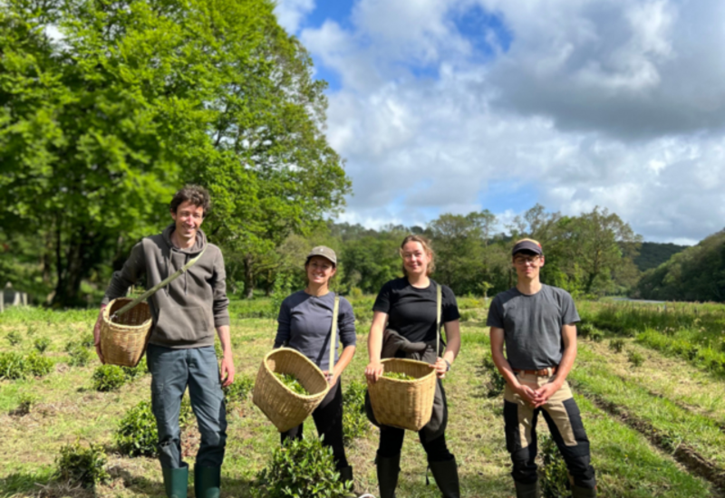 <em class="placeholder">producteurs de thé Filleule des fées</em>