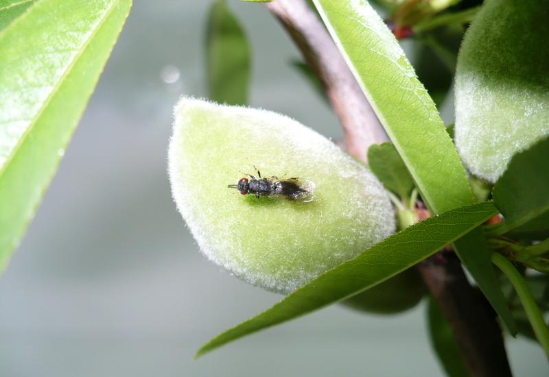 <em class="placeholder">guêpe de l&#039;amandier Eurytoma amygdali sur amande</em>