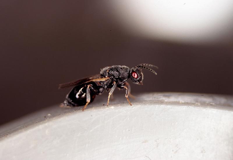<em class="placeholder">guêpe de l&#039;amandier Eurytoma amygdali </em>