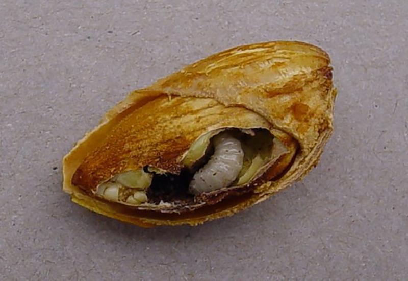<em class="placeholder">Larve guêpe de l&#039;amandier Eurytoma amygdali </em>