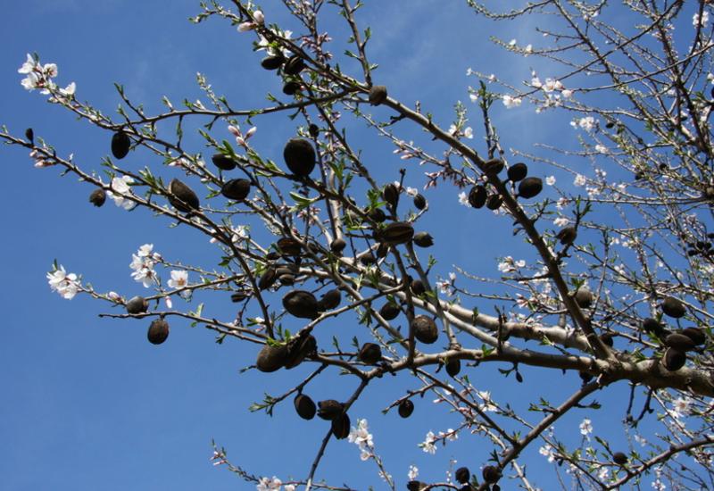 <em class="placeholder">Symptômes guêpe de l&#039;amandier Eurytoma amygdali </em>