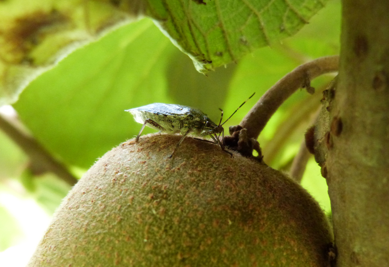 <em class="placeholder">punaise diabolique sur kiwi</em>