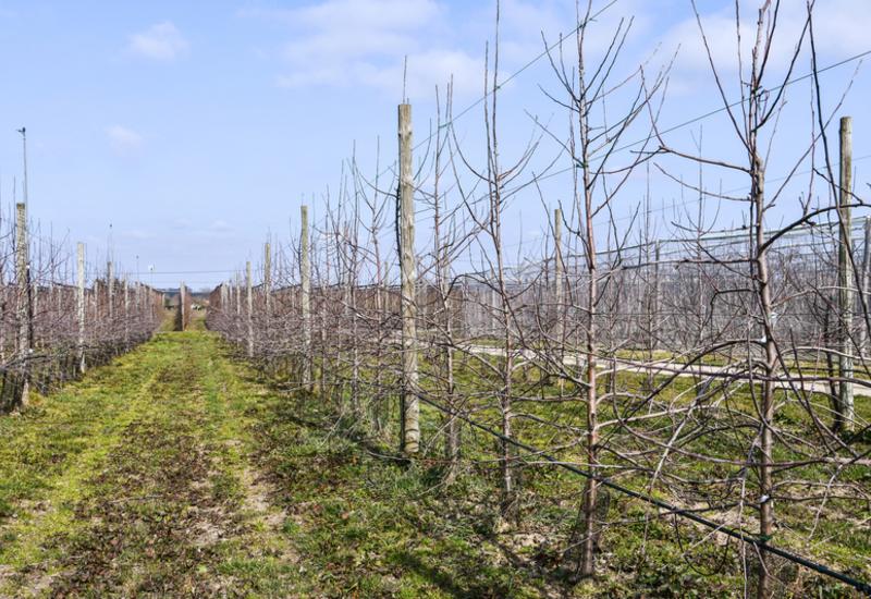 <em class="placeholder">verger de pommiers en hiver</em>