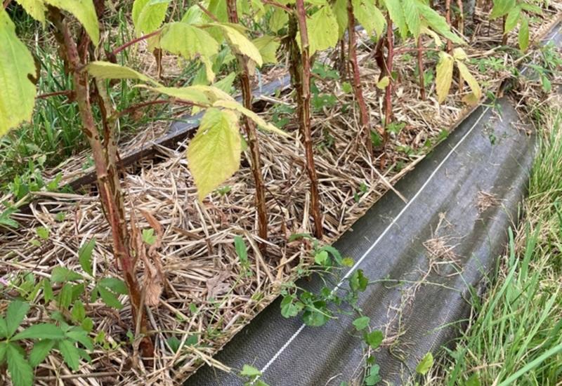 <em class="placeholder">La mise en place d’un paillage organique sur le rang et d’une toile tissée sur les côtés de la butte facilite la gestion de l’enherbement tout en limitant ...</em>