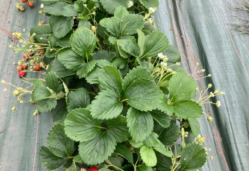 <em class="placeholder">Planter les fraisiers sur un seul rang par butte facilite la récolte en barquette ou en libre-cueillette .</em>