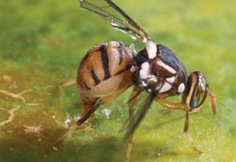 <em class="placeholder">Bactrocera dorsalis</em>