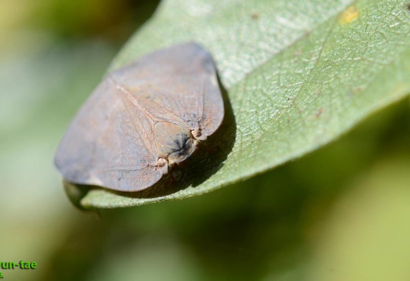 <em class="placeholder">cicadelle à ailes brunes Pochazia shantungensis</em>