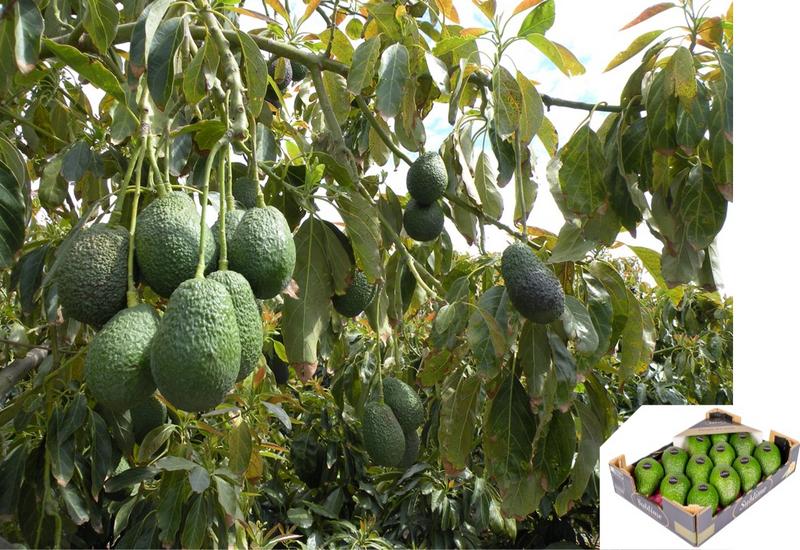 des avocats sur arbre, et dans le coin inférieur droit une cagette d'avocat