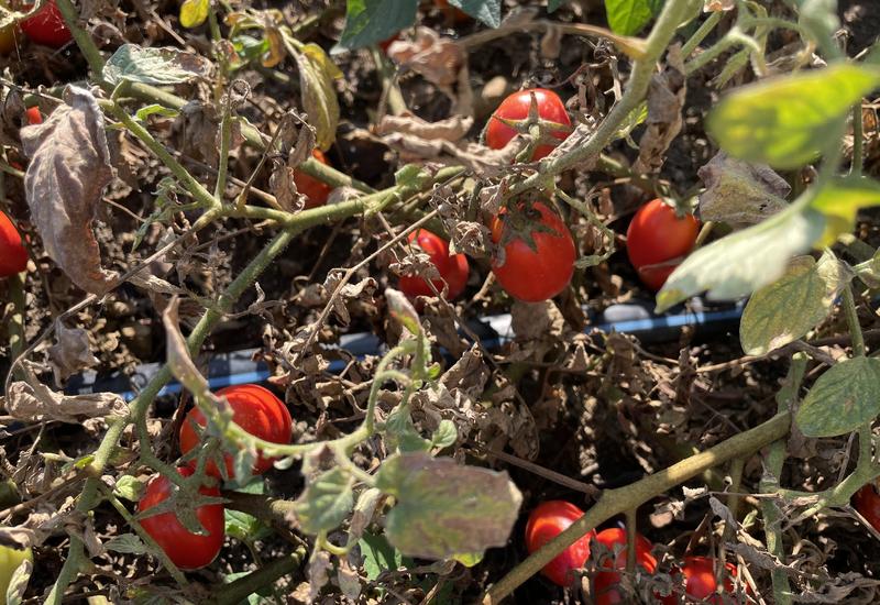 Tomates destinées à l'industrie dans un champs dans la région de Parme en Italie, avec un tuyau d'irrigation.