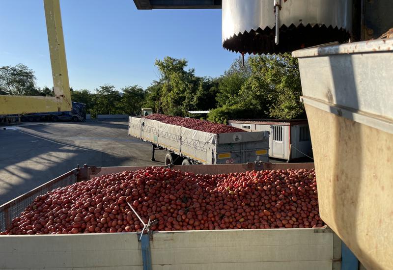 Tomates d'industrie arrivant à l'usine de transformation dans le Nord de l'Italie