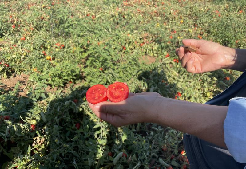 Une productrice montre une tomate destinée à la transformation dans un champ de tomates d'industrie dans le nord de l'Italie.