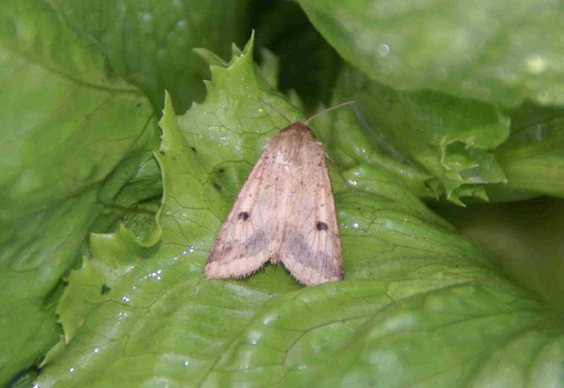 noctuelle heliothis tomate