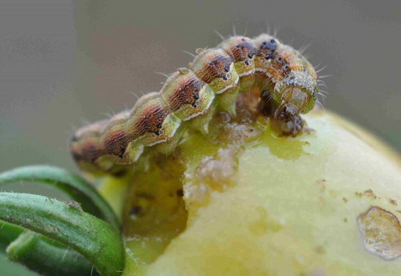 larve noctuelle heliothis tomate