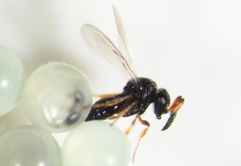 <em class="placeholder">parasitoïde Trissolcus mitsukurii</em>