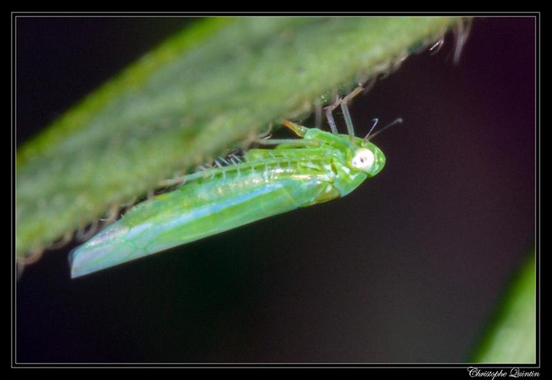 <em class="placeholder">cicadelle verte Empoasca vitis</em>