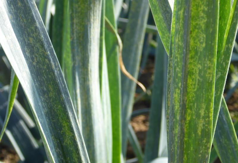 <em class="placeholder">poireau thrips</em>
