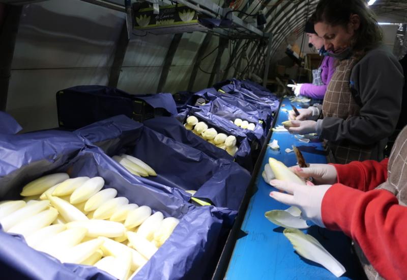 <em class="placeholder">La commercialisation se fait en colis « 1er choix » de 5 kilos ou mixé en 1er et 2e choix pour les magasins qui disposent de casiers automatiques.</em>