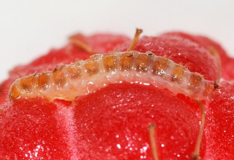 <em class="placeholder">larve de Byturus tomentosus framboise</em>