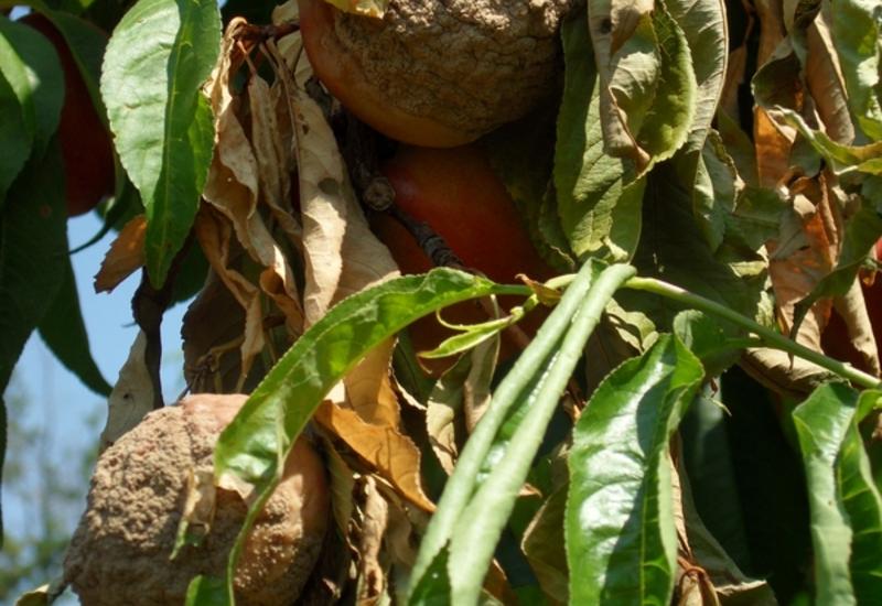 <em class="placeholder">Les solution sur fruits au verger ont des efficacités très variables.</em>