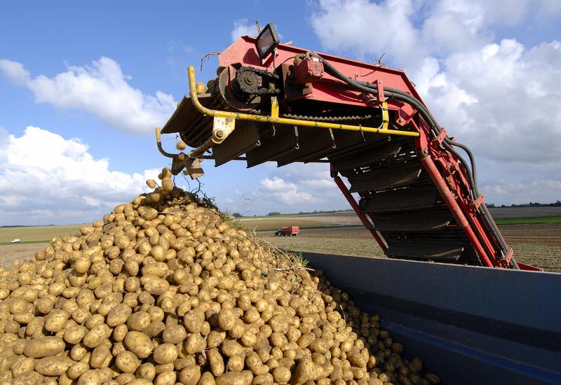 Récolte de pomme de terre