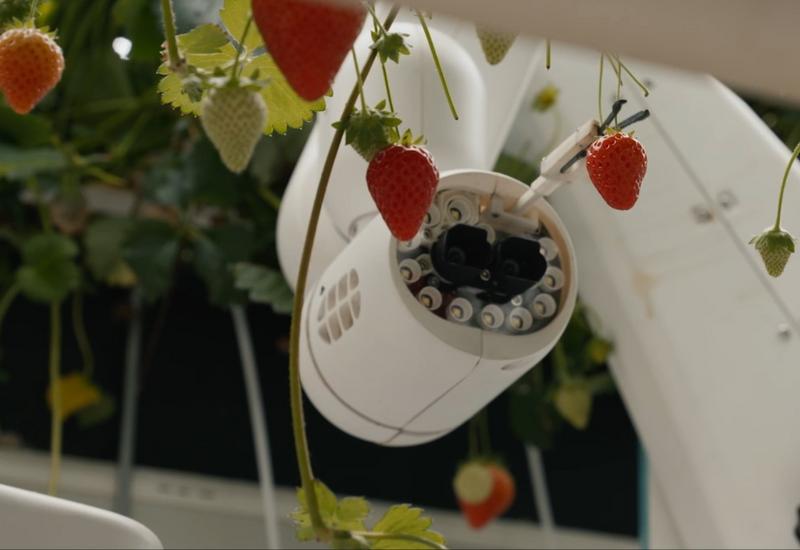 Robot cueilleur de fraises de Dogtooth Technologies dans la mega serre de fraises de Dyson Farming..