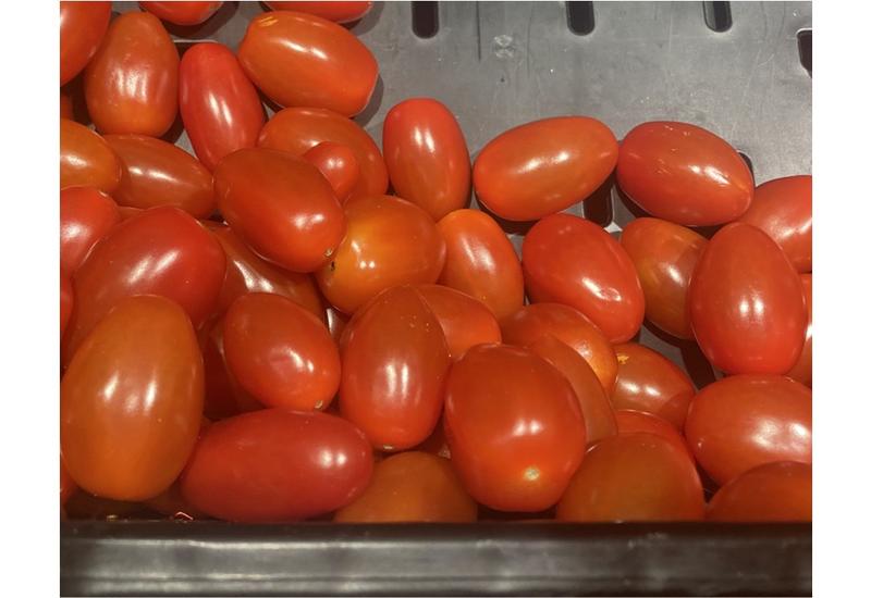 Tomates cerise allongées du Maroc vendues en France 