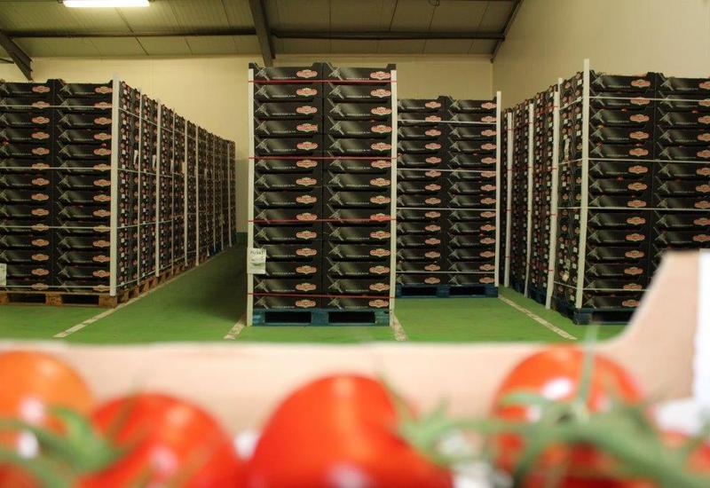 entrepôt d'une entreprise d'expédition de légumes bretons. Au premier plan, des tomates grappes, au fond des palettes de colis de légumes bretons à marque Prince de Bretagne.