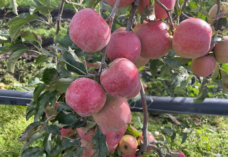 Pommes Pink Lady en verger en France. Crédit : Claire Tillier