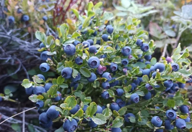 <em class="placeholder">dépérissement myrtille</em>