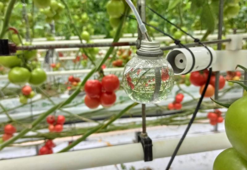 <em class="placeholder">capteur faux fruit serre tomate</em>