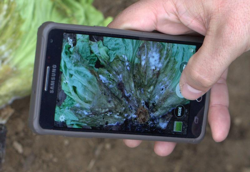 <em class="placeholder">smartphone maladie salade</em>