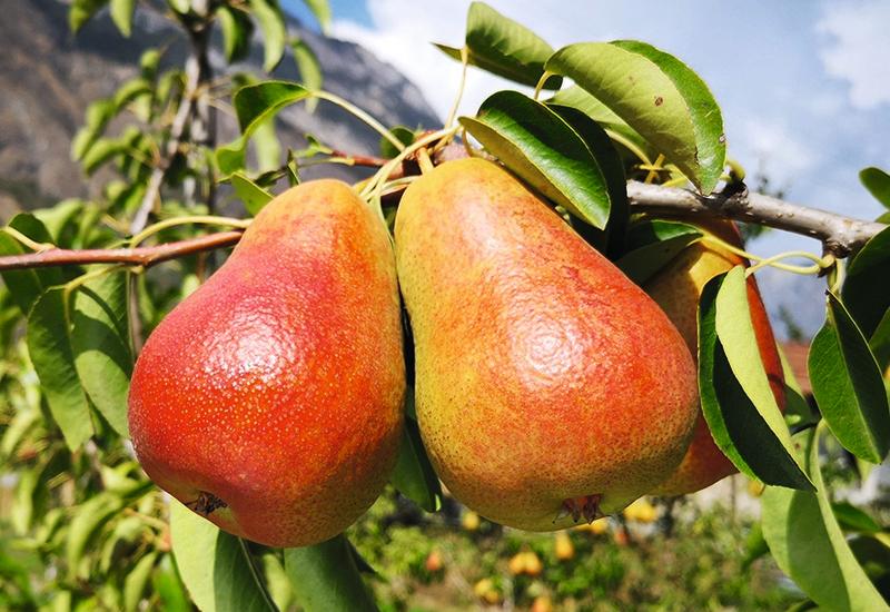 <em class="placeholder">poire Fred</em>
