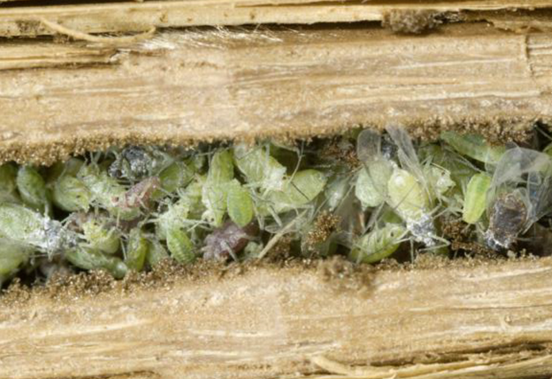 <em class="placeholder">Contenu d’une cellule d’un nid de Pemphredon lethifer</em>
